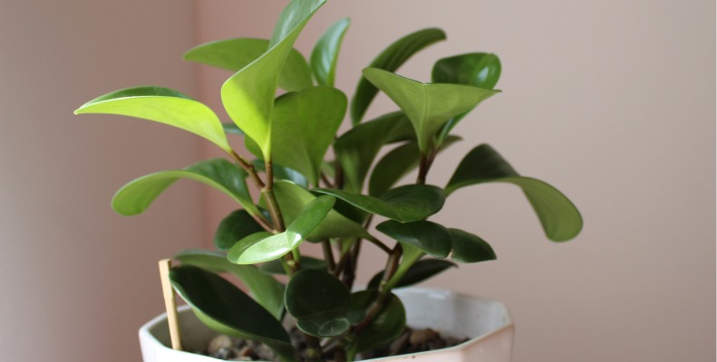 Baby Rubber Plant Care Essential Tips