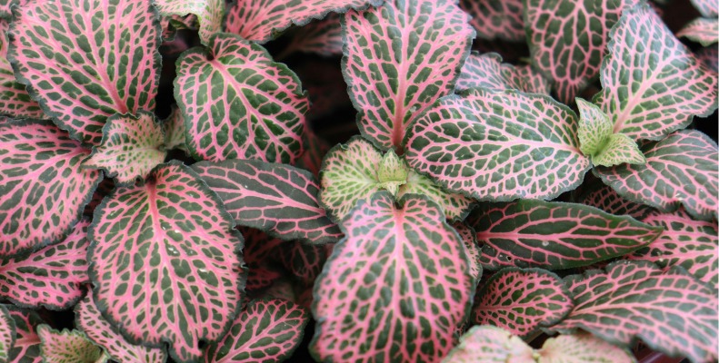 Exotic Angel Plant Care: Tips for Thriving Growth