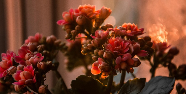 Flaming Katy Plant Care - Evening light