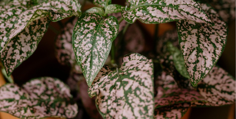 Polka Dot Plant Care: Grow Lush, Vibrant Foliage