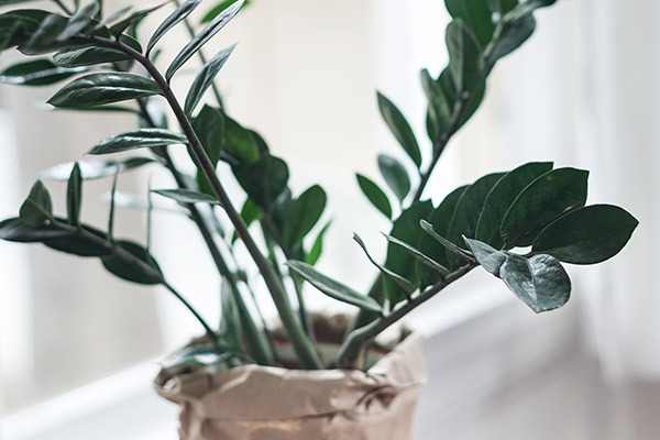 ZZ Plant Care Guide: Tips for Healthy Growth