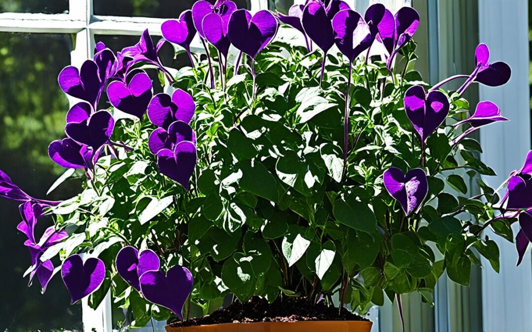 purple heart plant care