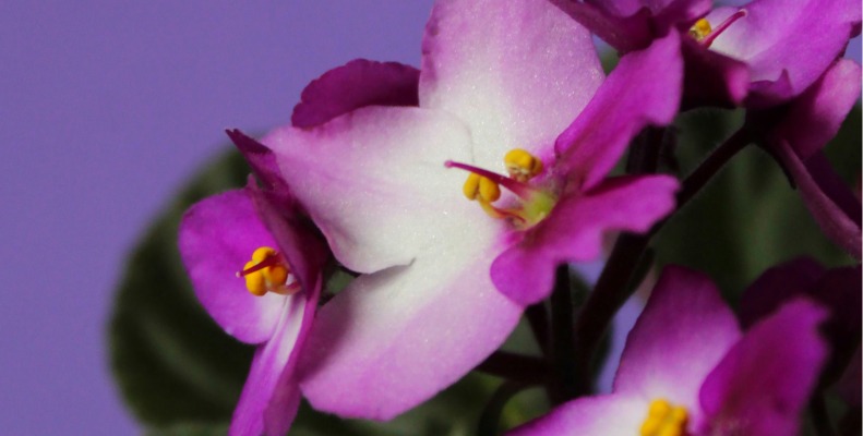 African Violet Plant Care