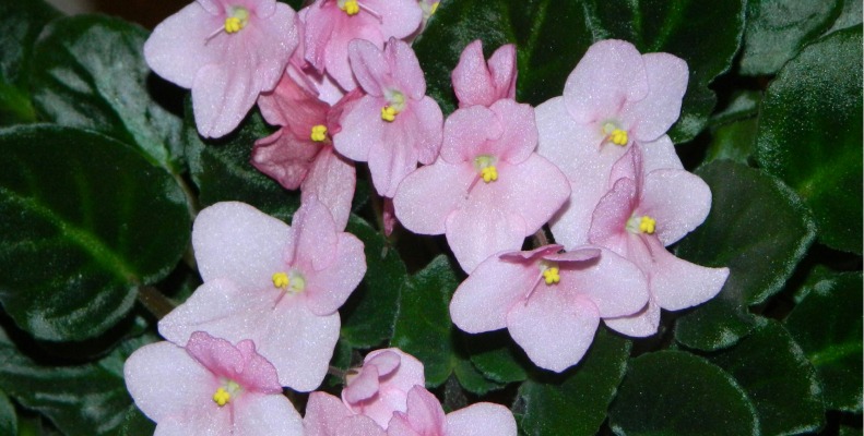 African Violet Plant water requirements