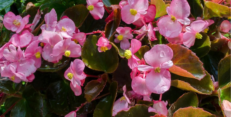 Begonia Plant Care - how much water does a Begonia need