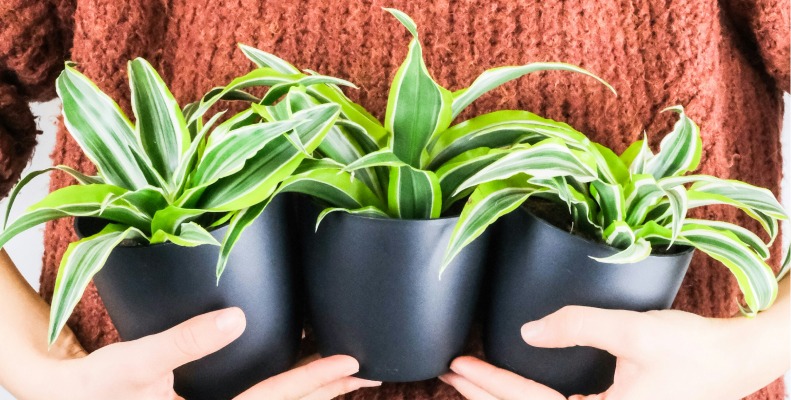 Small Corn Plants, or Dracaena fragrans, after propagation