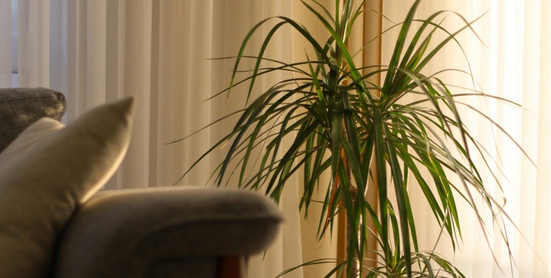 Dragon Tree Plant Care: Easy Indoor Tips