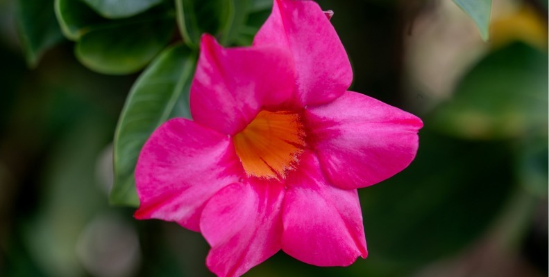 Mandevilla Plant Care Guide for Thriving Blooms