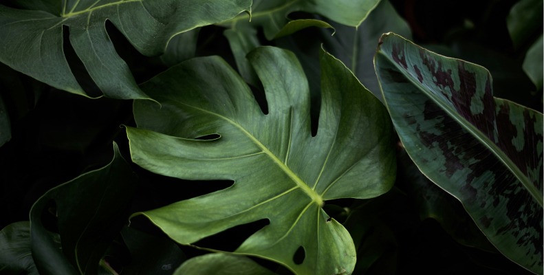 Monstera Plant Care in a dark place