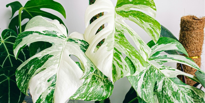 Monstera Plant Care for all varieties