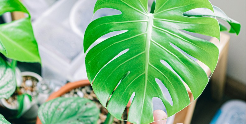 Holding a monstera plant that has been taken care of.