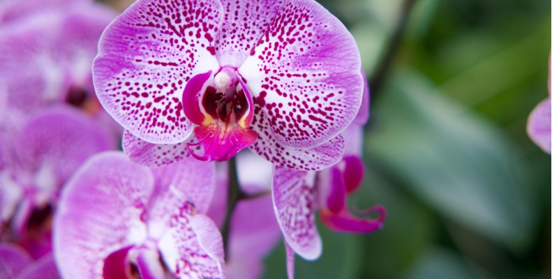 Orchid Plant Care