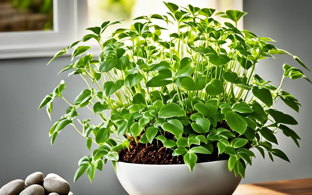 China Doll Plant Care: Tips for Lush Growth